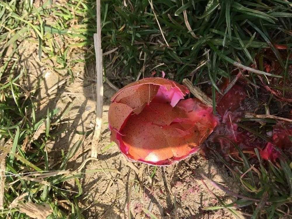 Giftköder-Präpariertes Hühnerei-Profilbild