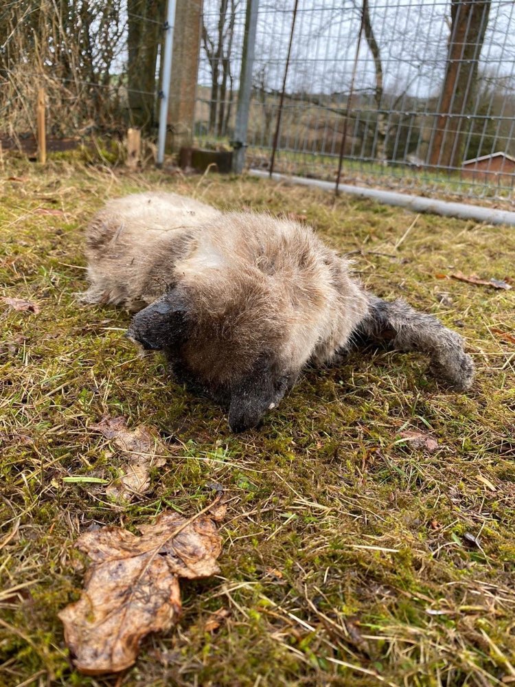 Giftköder-Vergiftete Hunde-Profilbild
