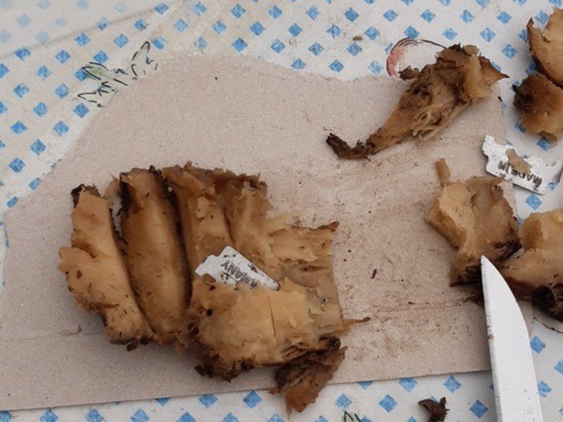 Giftköder-Giftköder in den Büschen-Profilbild