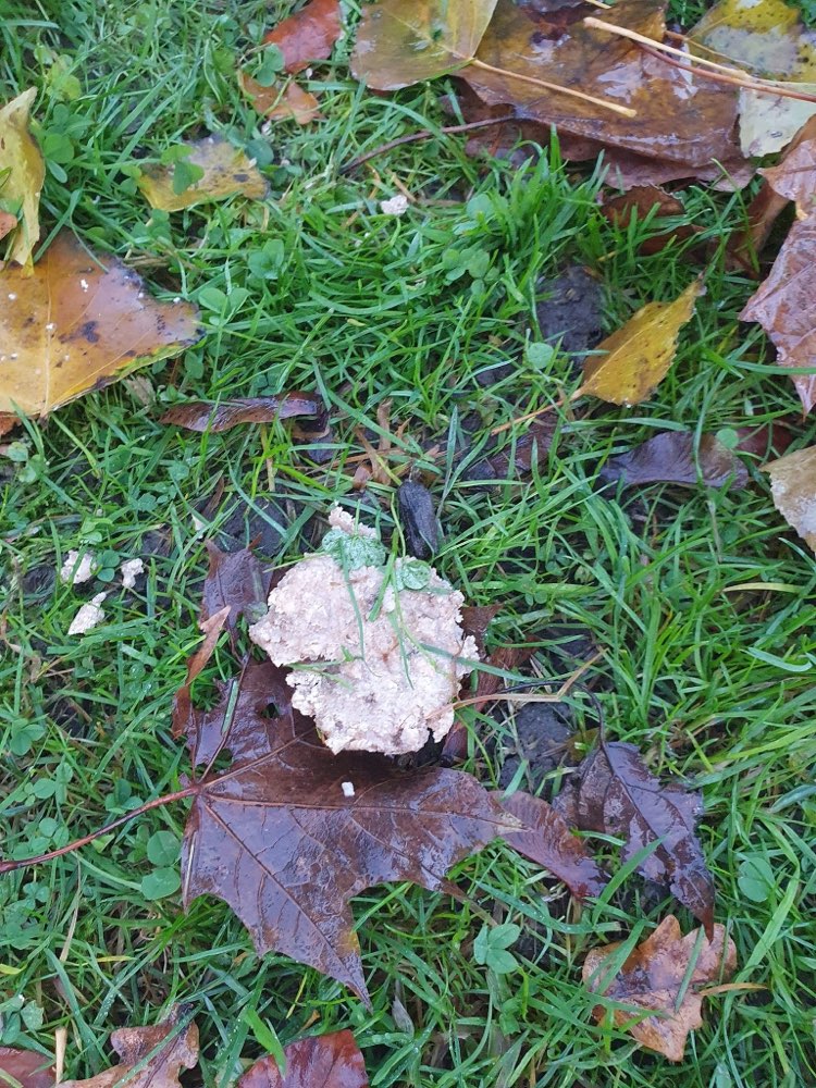 Giftköder-Fleischklößchen mit weisen Punkten-Profilbild