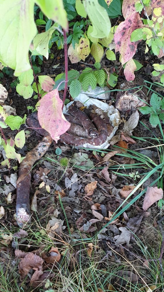 Giftköder-Achtung Giftköder-Profilbild