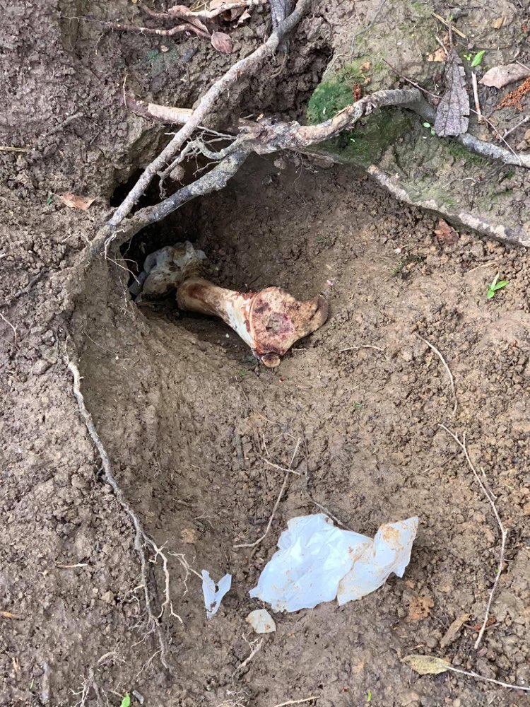 Giftköder-Wiederholt Knochen-Profilbild