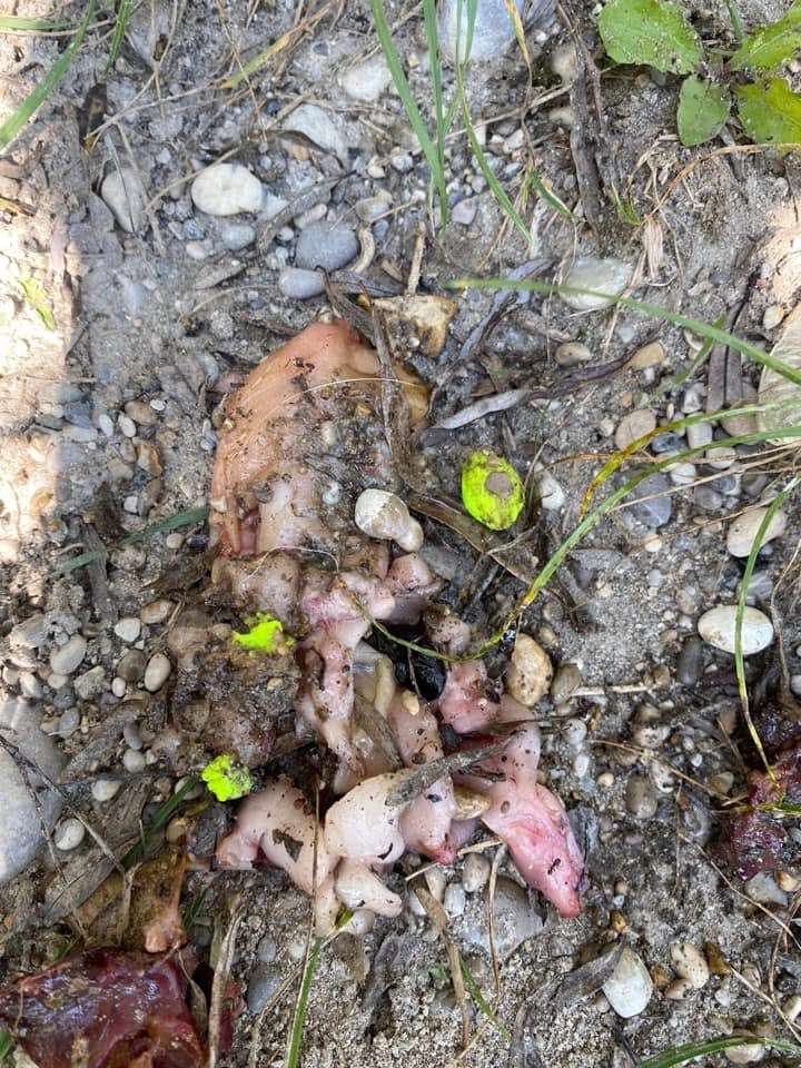 Giftköder-Fleischreste - Giftköder-Profilbild