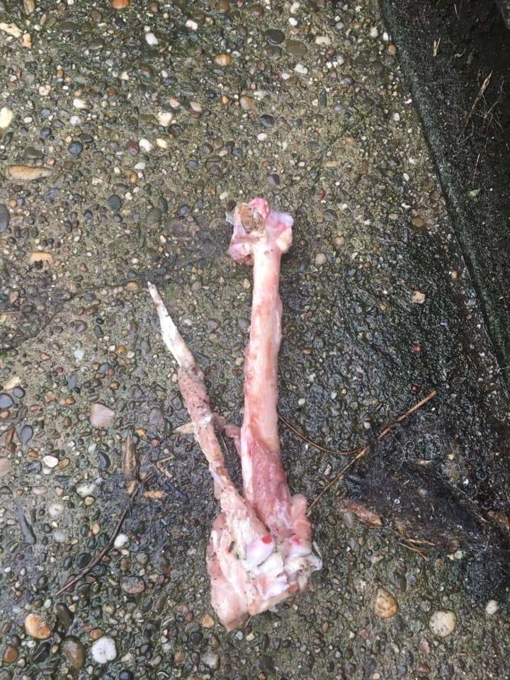 Giftköder-Angespitzte Knochen-Profilbild