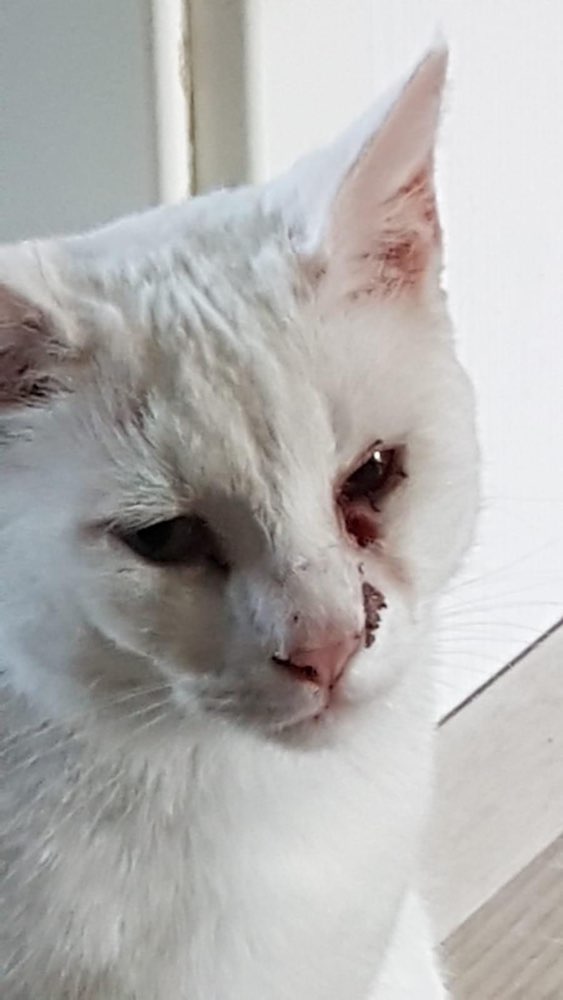 Giftköder-Luftgewehr auf Katze geschossen-Profilbild