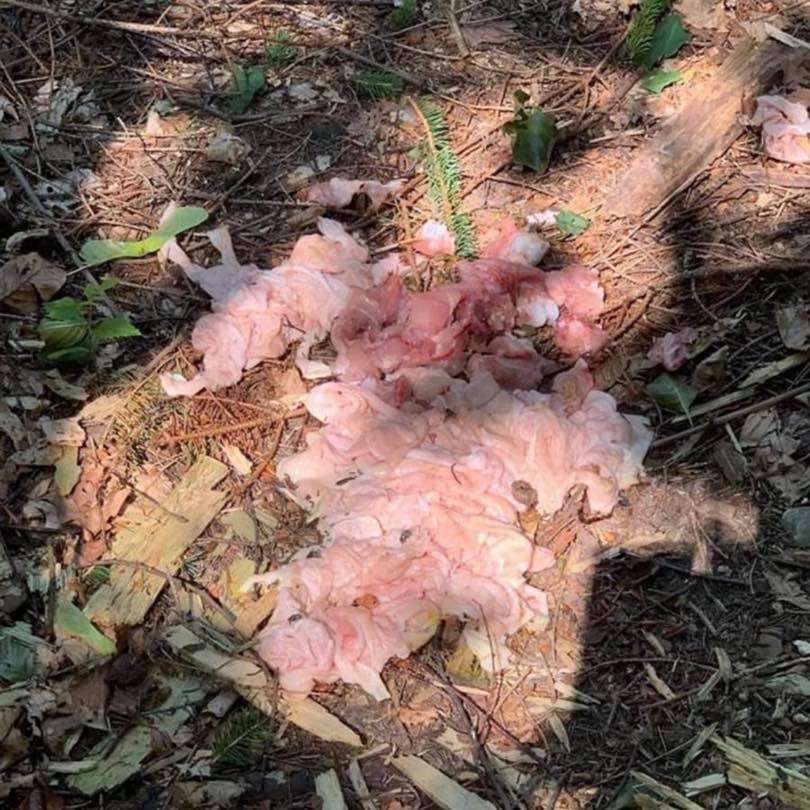 Giftköder-Fleischstücke-Profilbild