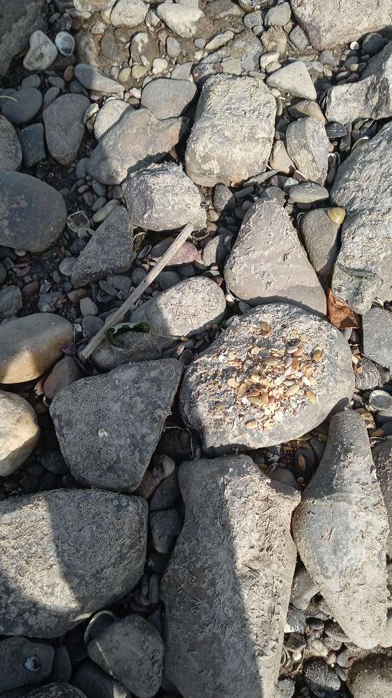 Giftköder-Möglicher Giftköder-Profilbild