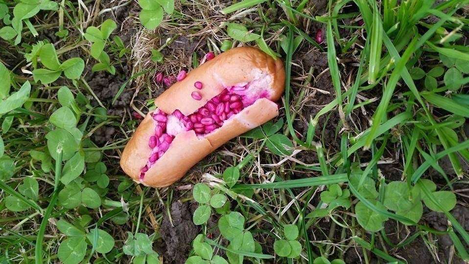 Giftköder-Rattengift-Profilbild