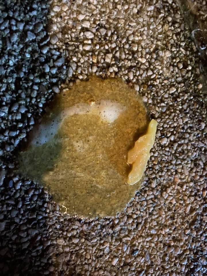 Giftköder-Vergifteter Hund-Profilbild