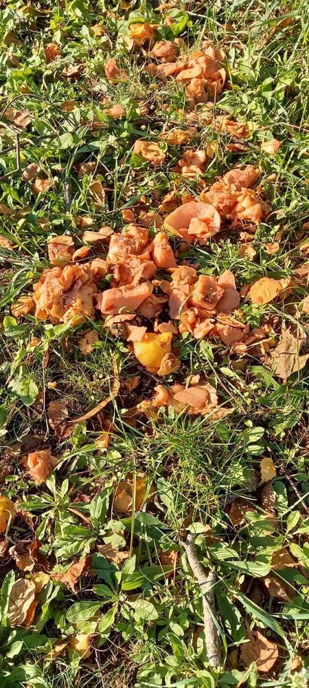 Giftköder-Vergiftetes Fleisch-Profilbild