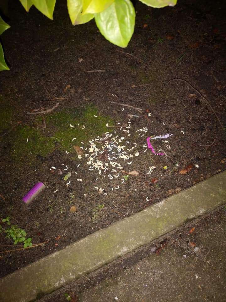 Giftköder-Präparierte Nudeln-Profilbild