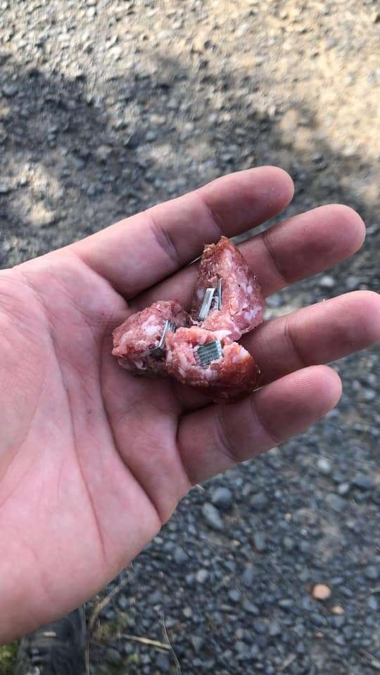 Giftköder-Hackfleisch mit Metall Klammern-Profilbild