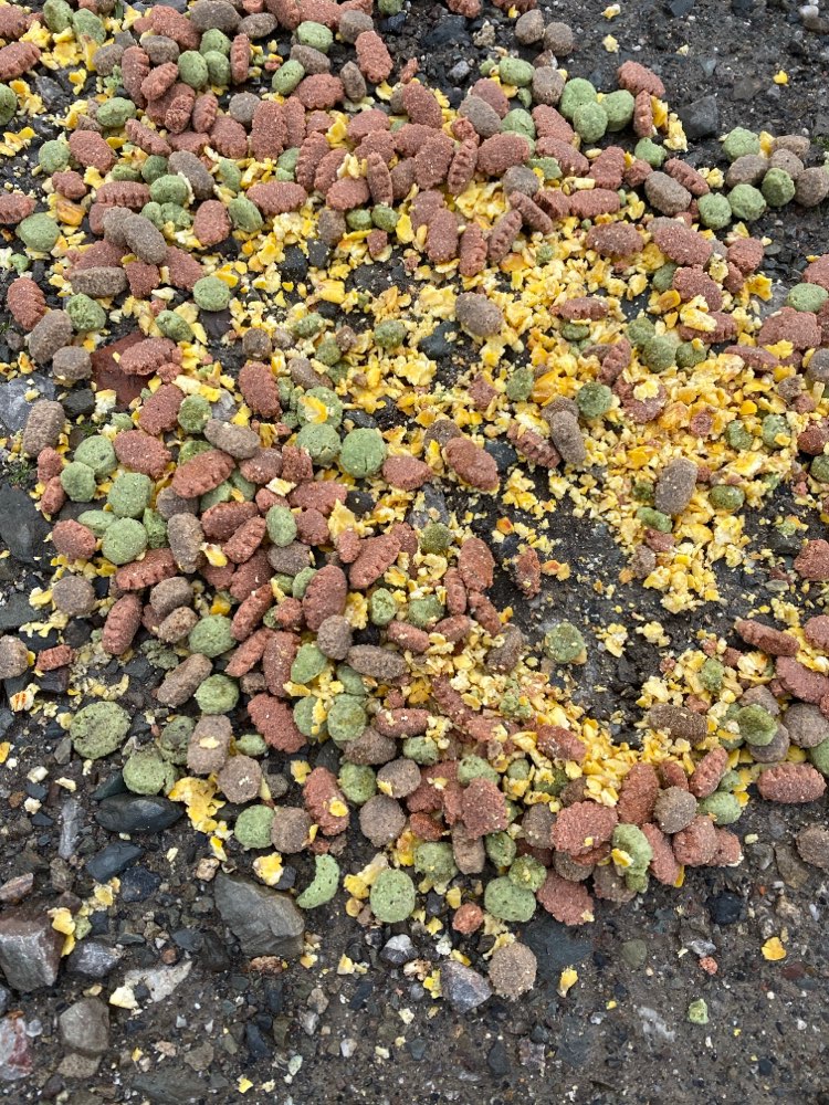 Giftköder-Hundefutter verstreut-Profilbild