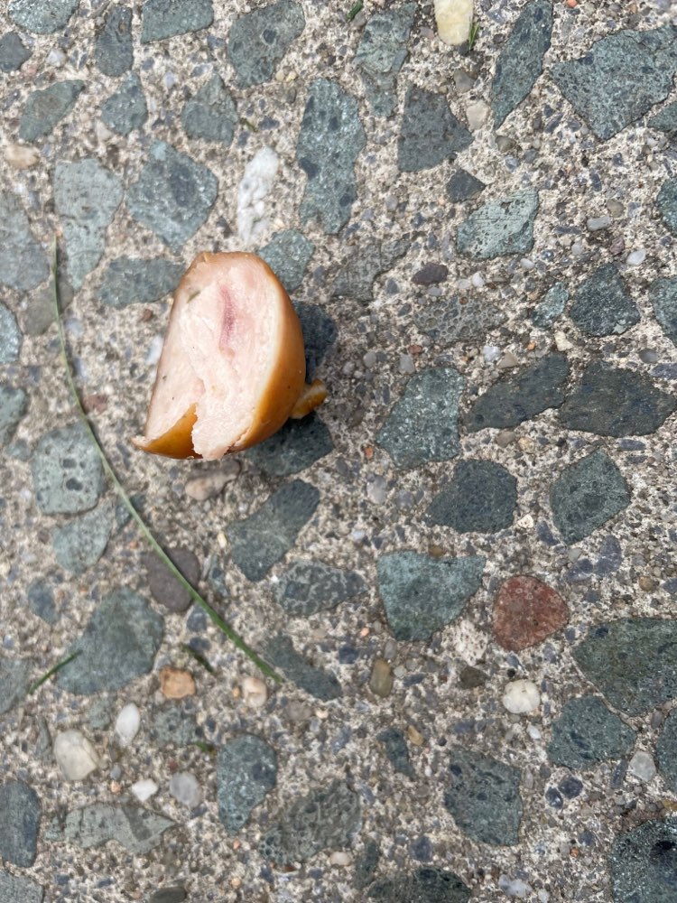 Giftköder-Wurststückchen evtl. ausgelegt-Profilbild