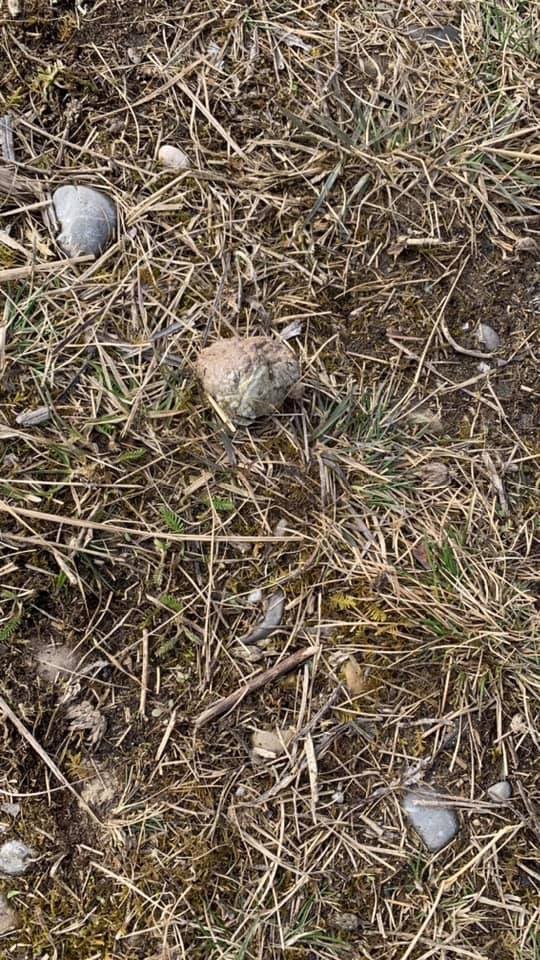 Giftköder-Gefüllte Wurstbrocken-Profilbild