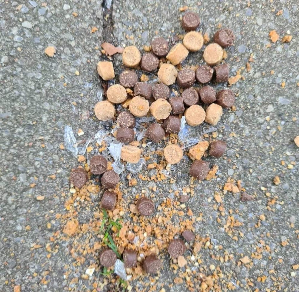 Giftköder-Leckerlies mit Scherben präpariert-Profilbild