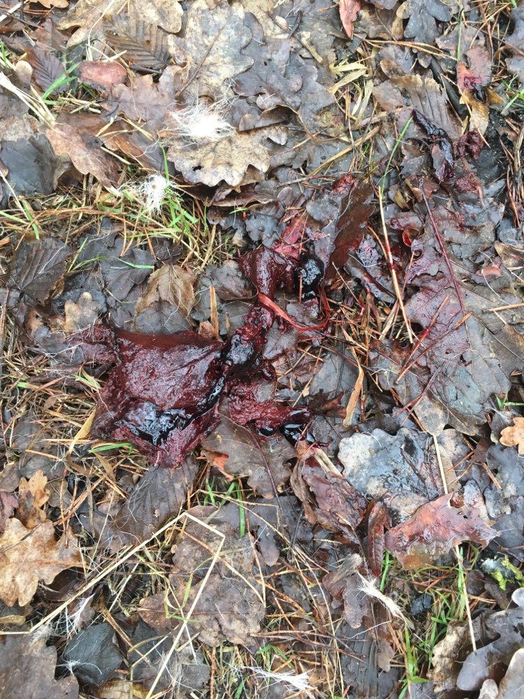 Giftköder-Innereien eines Tieres (?)-Profilbild