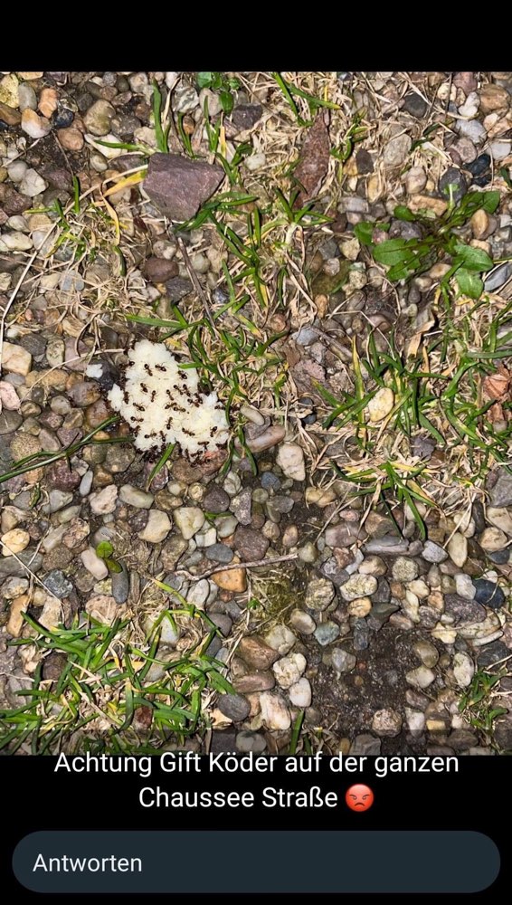 Giftköder-Giftköder-Profilbild