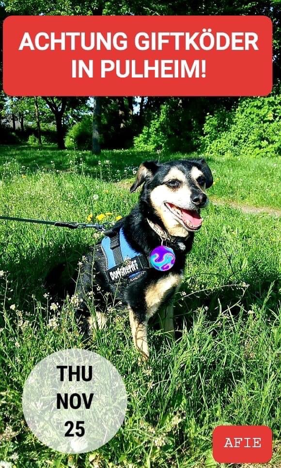 Giftköder-Giftköder-Profilbild