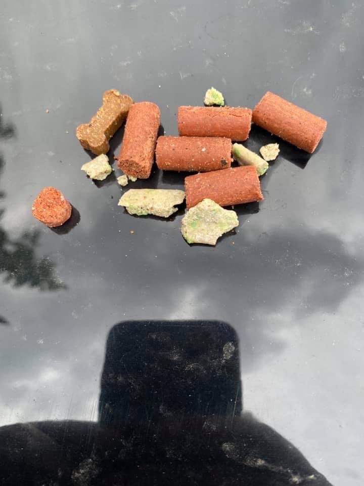 Giftköder-Rattengift-Profilbild