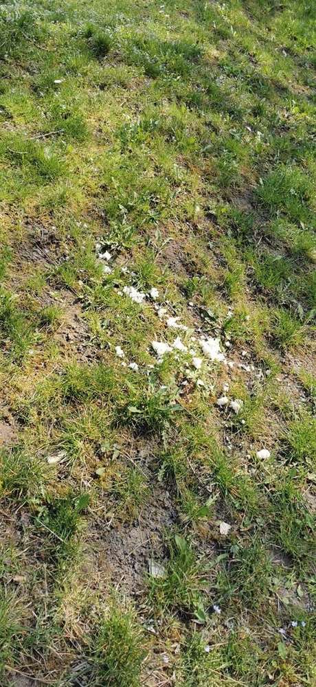 Giftköder-Giftköder-Profilbild