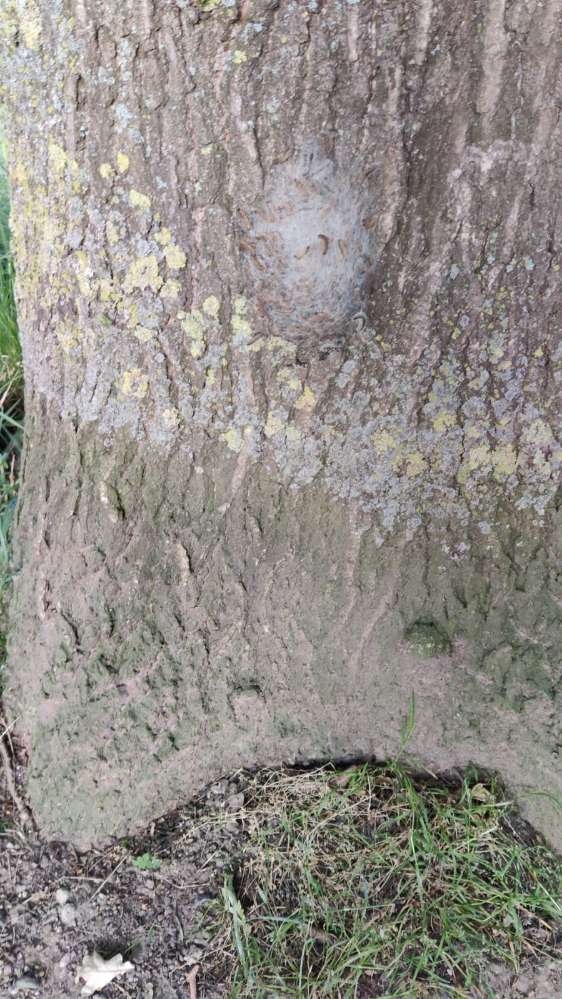 Giftköder-Eichenprozessionspinner Süchteln-Profilbild