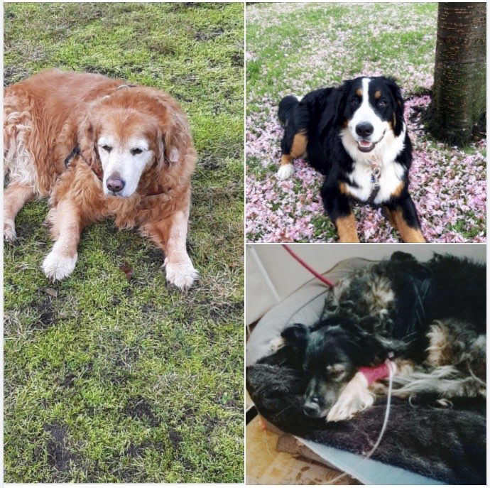 Giftköder-Giftköder - Tierheim warnt-Profilbild