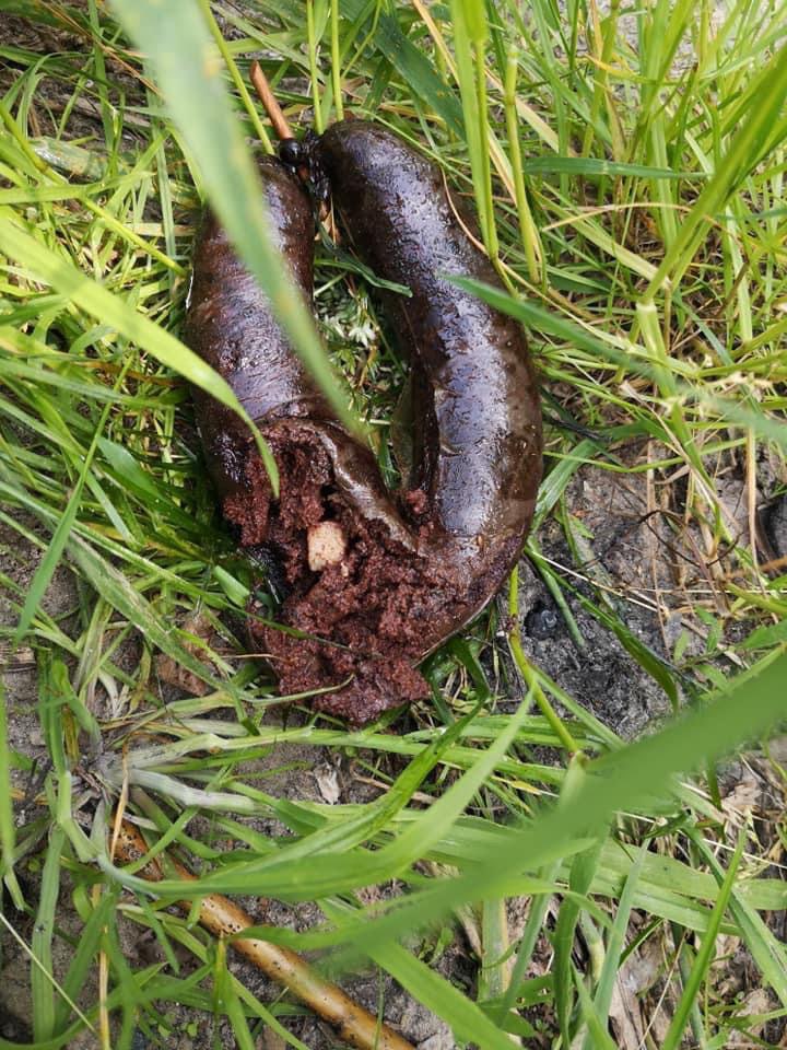 Giftköder-Ausgelegte Giftköder-Profilbild