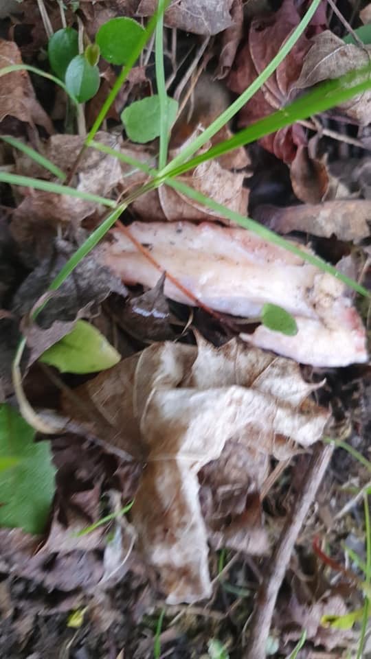 Giftköder-Ausgelegte Hänchenflügel-Profilbild