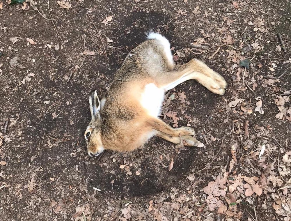 Giftköder-Hasenpest-Profilbild