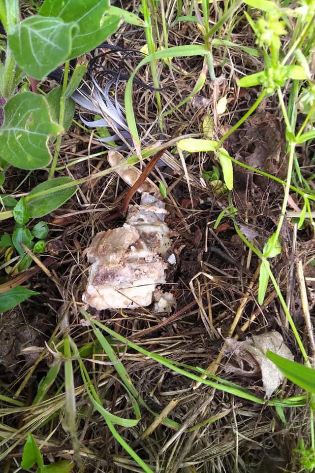 Giftköder-Fleisch Stücke-Profilbild