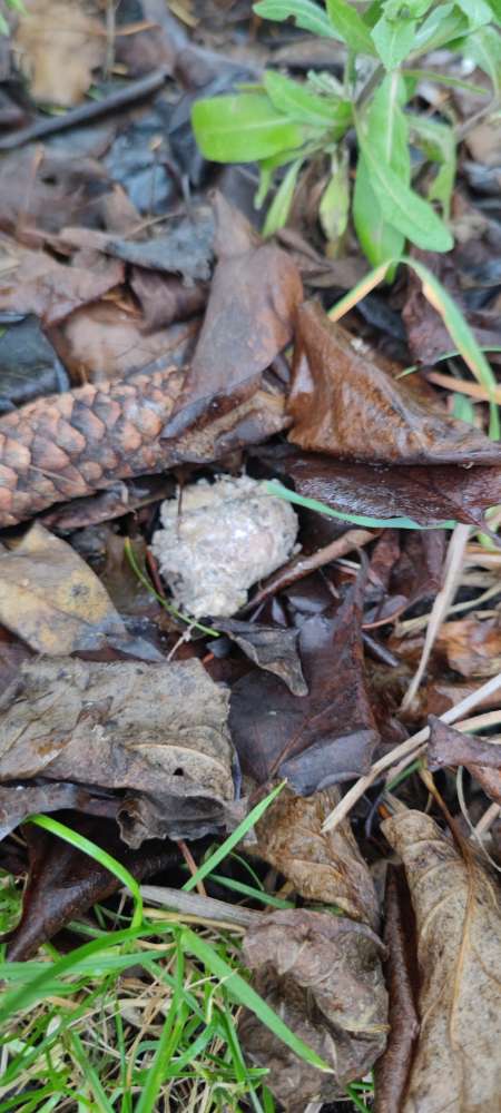 Giftköder-Eventuell Giftköder bzw. gespickte Köder-Profilbild