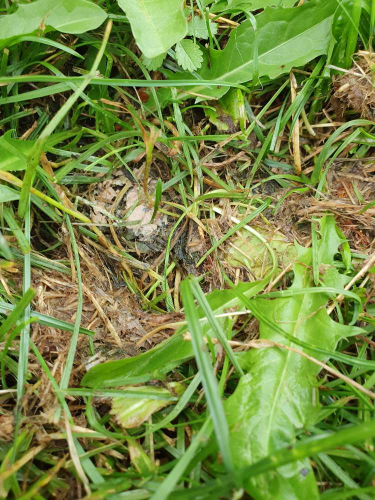 Giftköder-Giftköder-Profilbild