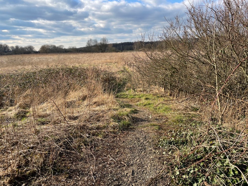 Giftköder-Fleischstücke gebratenes Hühnchen-Profilbild