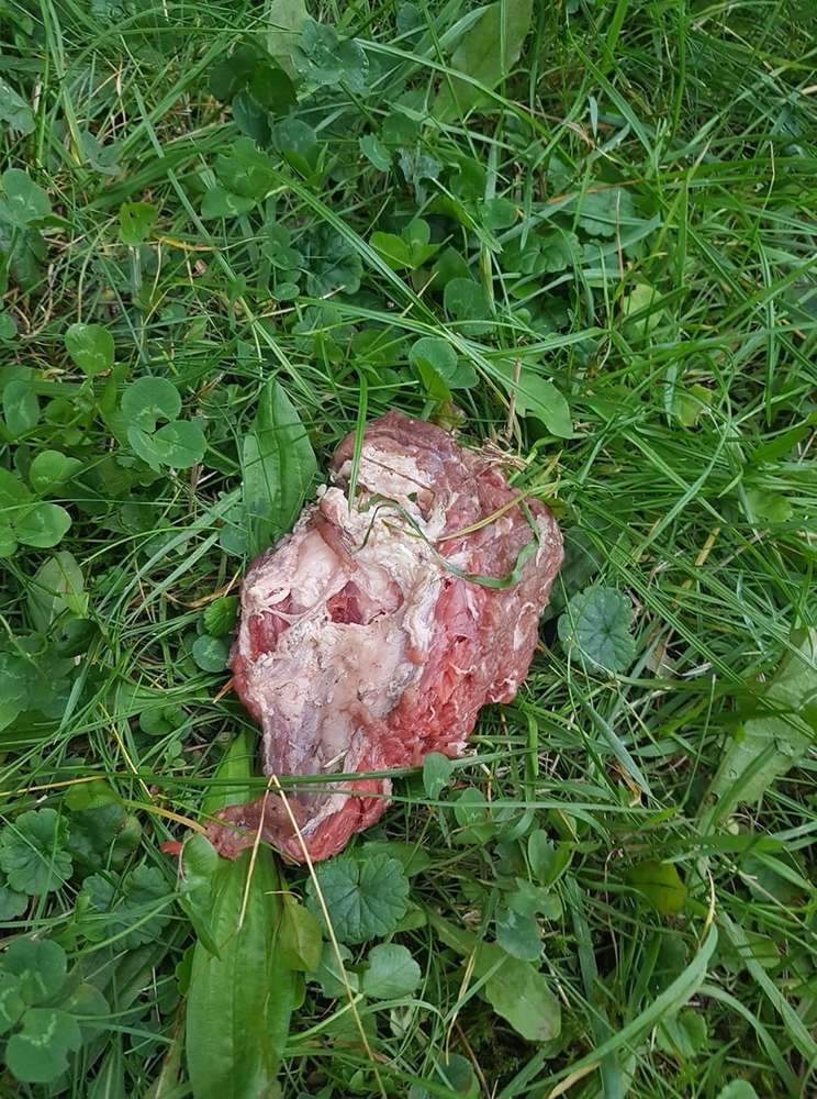 Giftköder-Fleischstücke-Profilbild