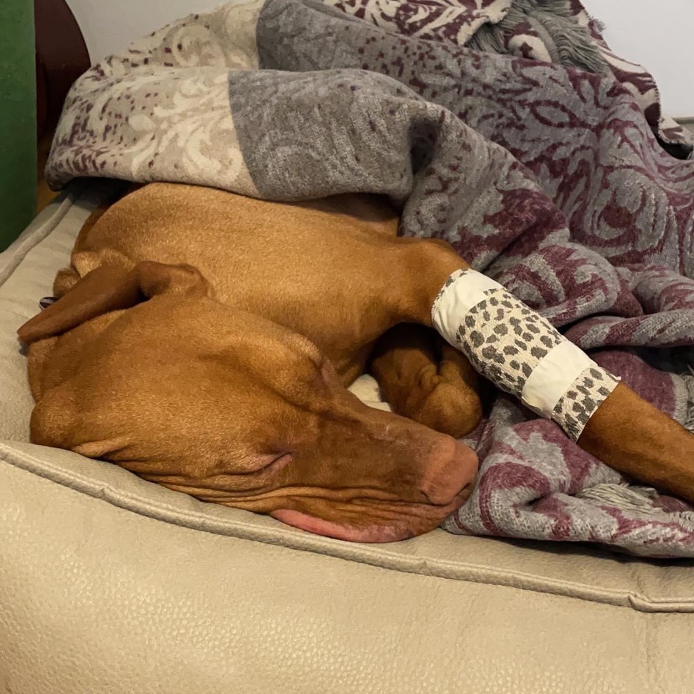 Giftköder-Vergiftete Hund / Rattengift-Profilbild