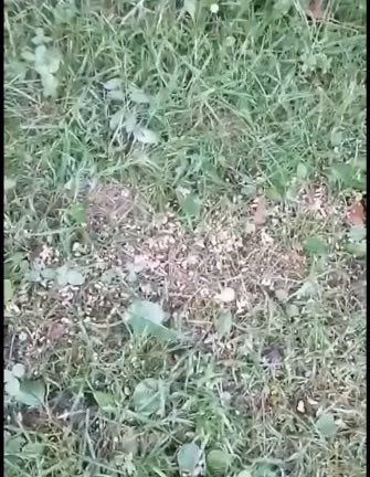 Giftköder-Frau verstreut Futter-Profilbild