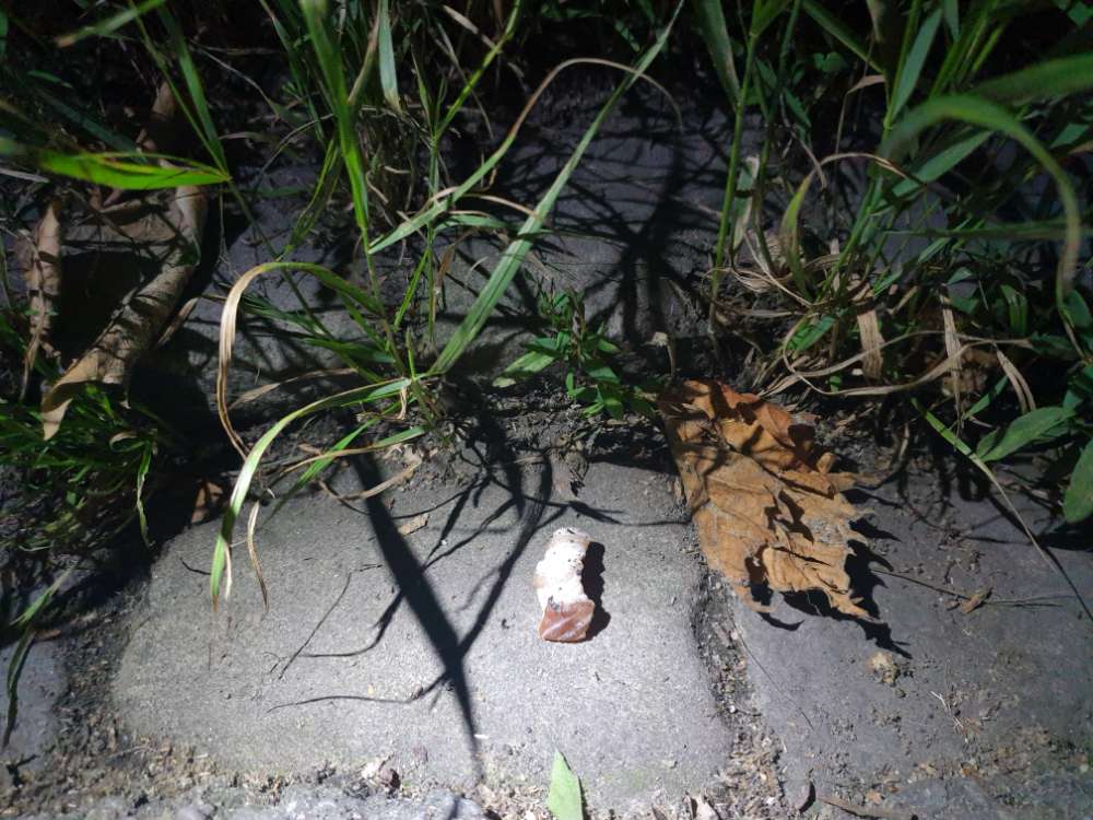 Giftköder-Fingerkuppel Grosse Stücke Speckstücke-Profilbild