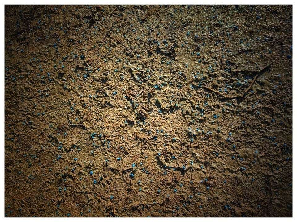 Giftköder-Blaukorn Tiergarten-Profilbild