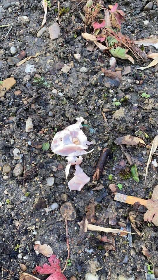 Giftköder-Giftköder-Profilbild