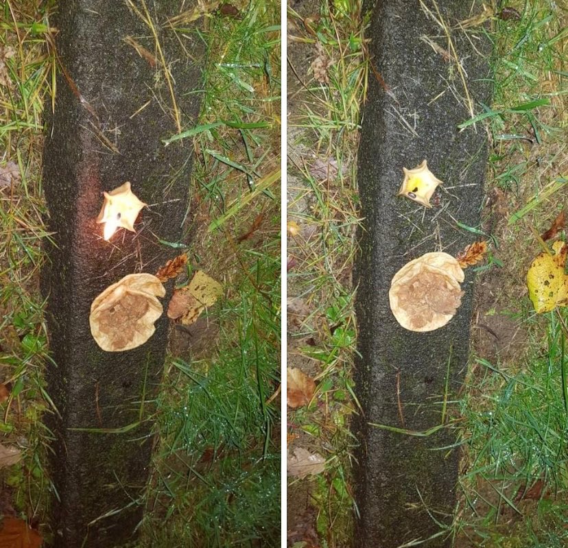 Giftköder-Möglicher Giftköder-Profilbild