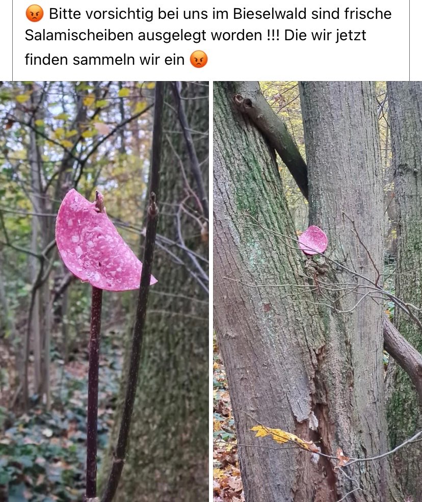 Giftköder-Ausgelegte Salami-Profilbild
