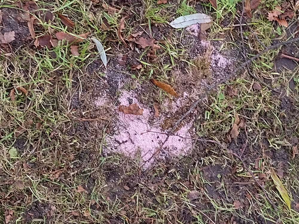 Giftköder-Rosafarbenes Pulver/ Mögliches Rattengift-Profilbild