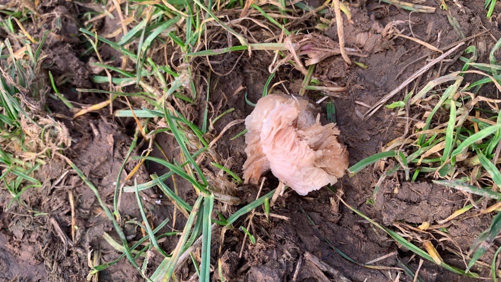 Giftköder-Fleisch auf Feld-Profilbild