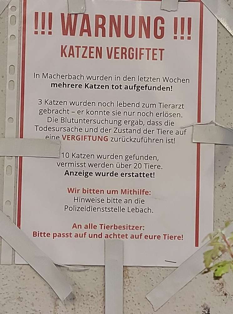 Giftköder-Vergiftete Katze-Profilbild
