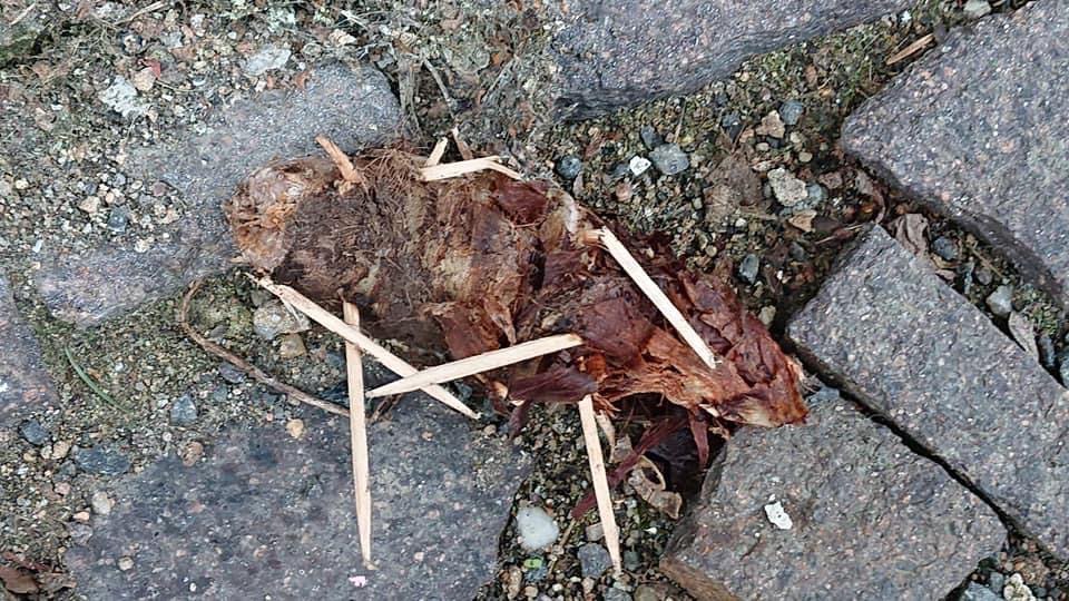 Giftköder-Präparierter Köder-Profilbild