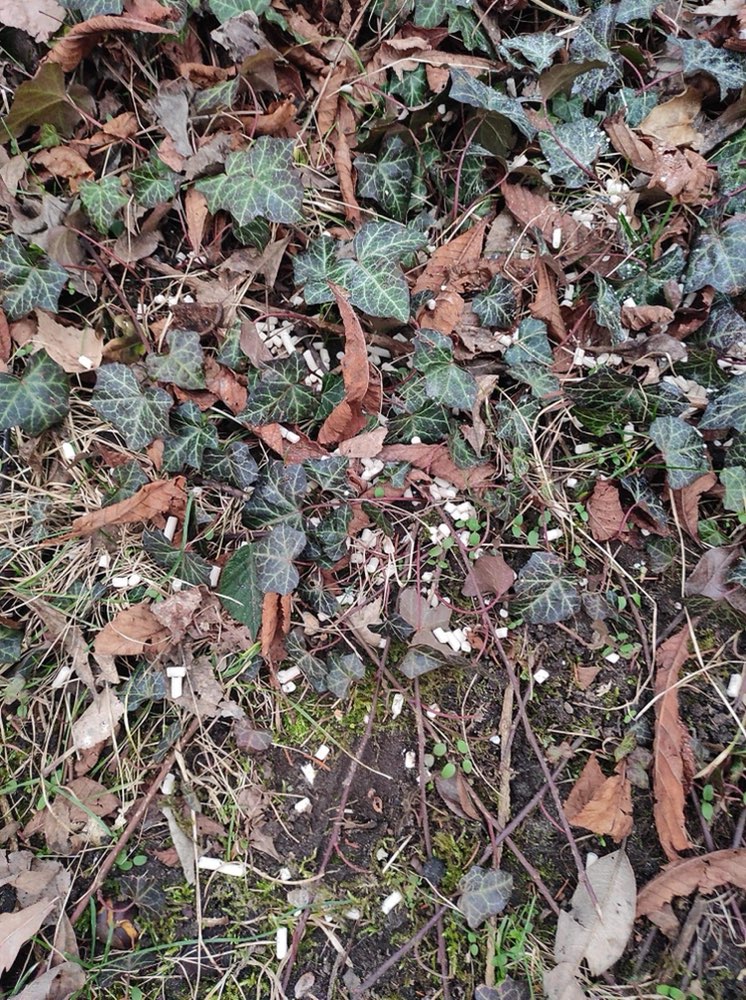 Giftköder-Rattengift-Profilbild