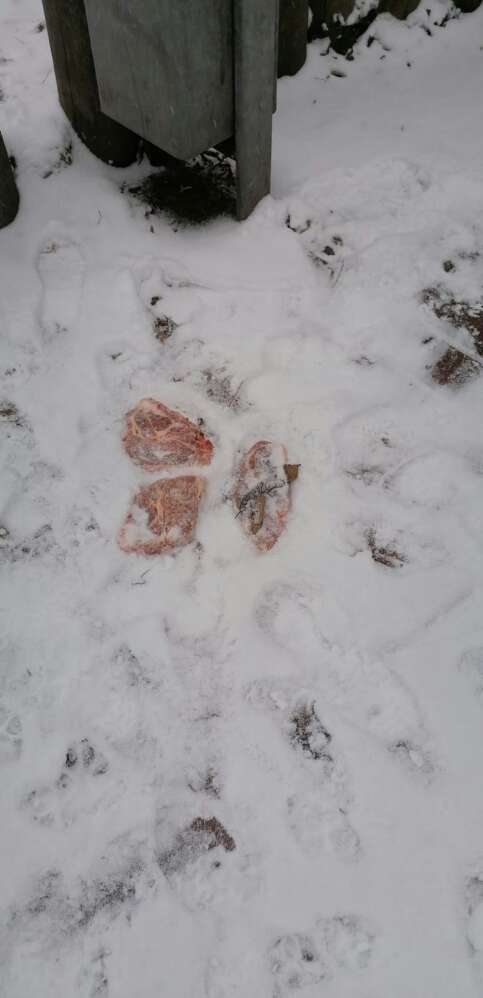 Giftköder-3 grosse rohe Schweinesteaks-Profilbild