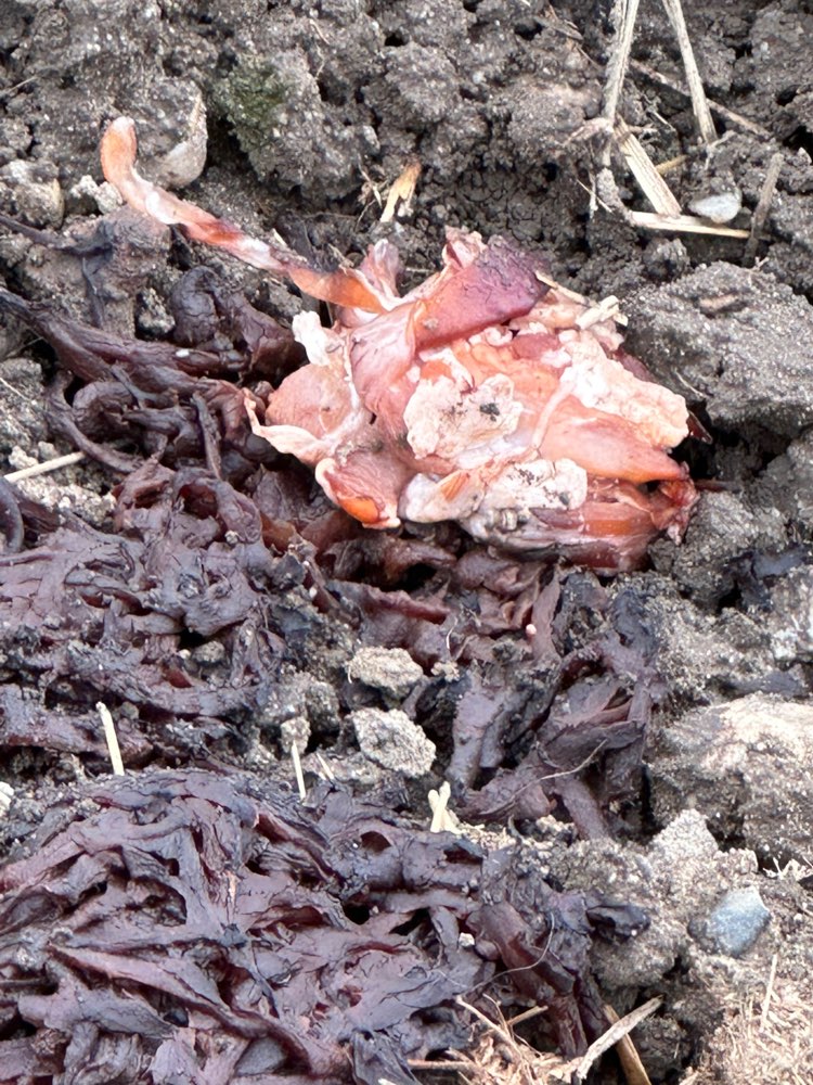 Giftköder-Giftköder-Profilbild