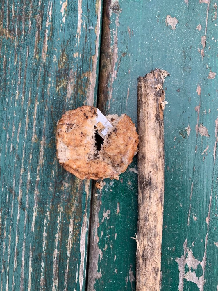 Giftköder-Erneut Frikadellen mit Klingen-Profilbild